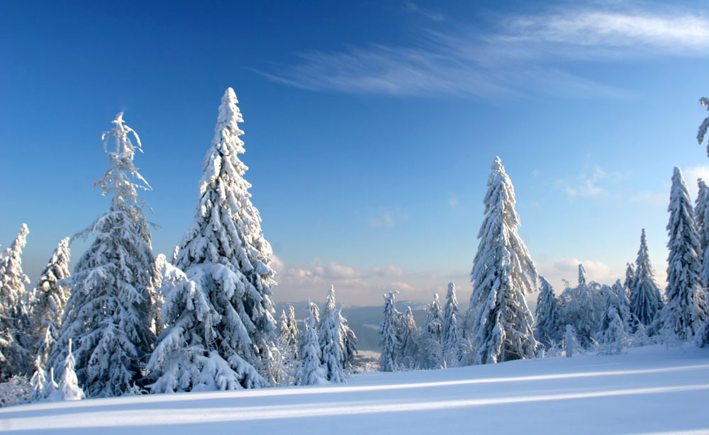 陜西雪松